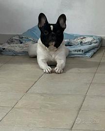 Ettore bulldog francese di 3 anni per monta