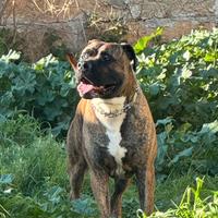 Amstaff