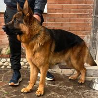 Pastore tedesco disponibile per monta