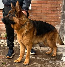 Pastore tedesco disponibile per monta