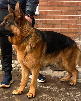 Pastore tedesco disponibile per monta