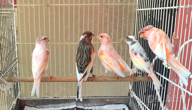 Canarini arlecchino portoghesi