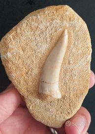 Fossile Dente di Enchodus predatore 