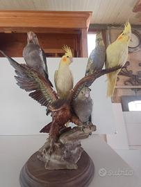 Calopsite allevati a mano