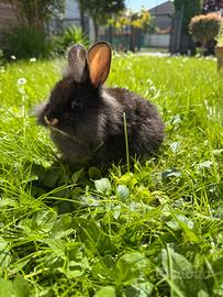 Cuccioli di coniglio