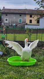 Esemplare di oca bianca