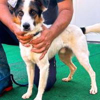 Il dolce Tonio chiuso in canile