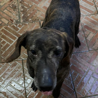 Cani per caccia al cinghiale