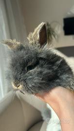 Coniglio nano Maschio a Novara