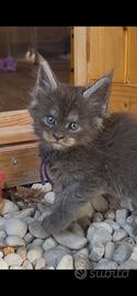 Cuccioli Maine Coon