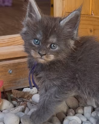 Cuccioli Maine Coon