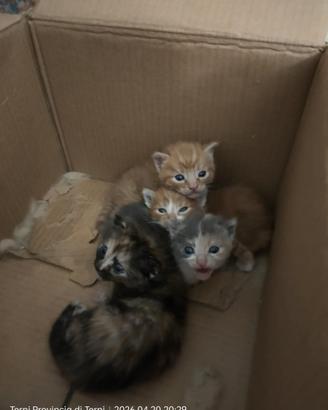 Gattini