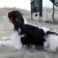 Cavalier King tricolor maschio accoppiamento monta