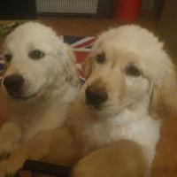 Cuccioli di golden retriever