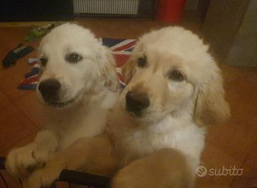 Cuccioli di golden retriever