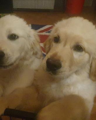 Cuccioli di golden retriever