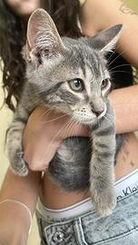 Gatto grigio