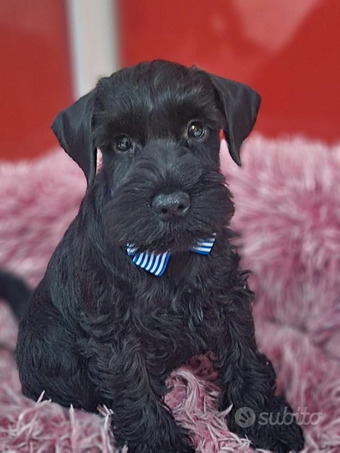 Gigantesco Schnauzer Cucciolo Di Cucciolo Di Cane Illustrazione Digale Isolata Su Bianco Ritratto Con Testo Spruzzatura Mano Animali Da Image205508320