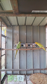 Parrocchetti dal collare