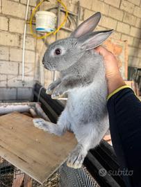 Coniglio maschio