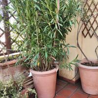 Piante in vasi di resina
