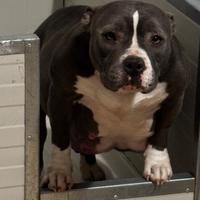American bully