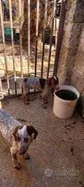 Bracco Tedesco cuccioli (KURZHAAR)