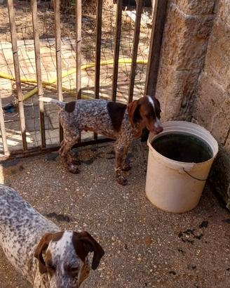 Bracco Tedesco cuccioli (KURZHAAR)