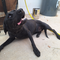 Labrador femmina 2 anni nera
