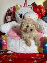 Barboncino toy bianco