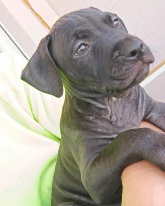 Splendido cucciolo di American Pitbull