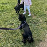 Pet sitter a disposizione