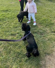 Pet sitter a disposizione