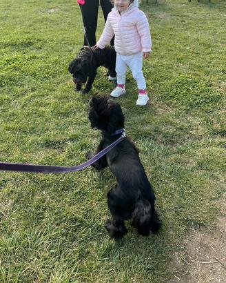 Pet sitter a disposizione