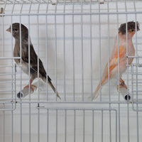 Canarini arlecchino portoghesi