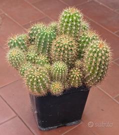 Trichocereus Ibridi Mix