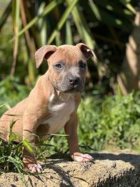 American pitbull terrier