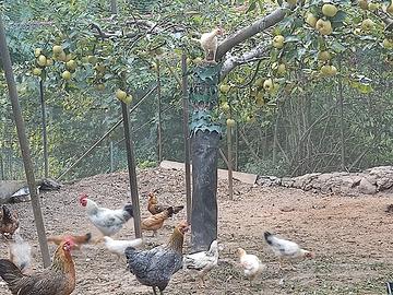 Gallo nano / vari galli giovani