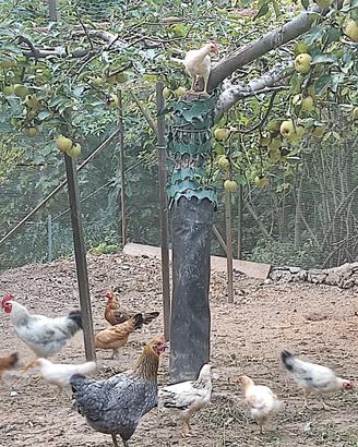 Gallo nano / vari galli giovani