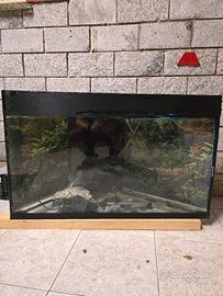acquario