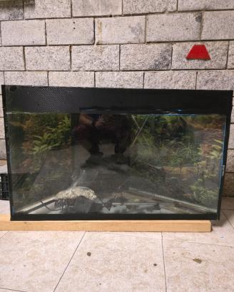 acquario