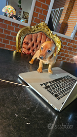 Cuccioli di Bassotto Nano o Kaninchen