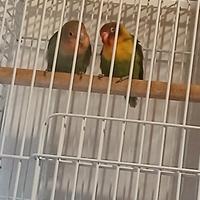 Papagalli insepsrabili