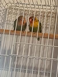 Papagalli insepsrabili