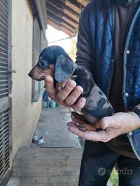 cuccioli bassotto tedesco