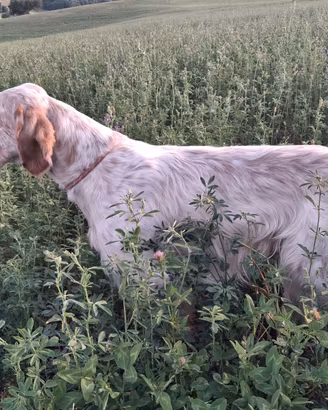 Setter Inglese