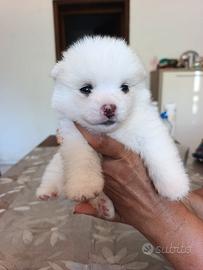 Cuccioli di Pomsky ( mini husky)