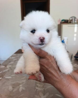 Cuccioli di Pomsky ( mini husky)