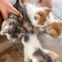 Cuccioli di gattini