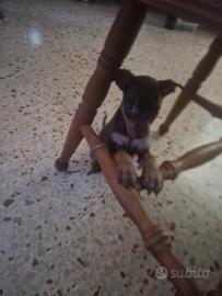 Cuccioli di pinscher